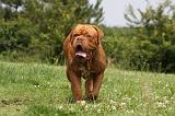 DOGUE DE BORDEAUX 258